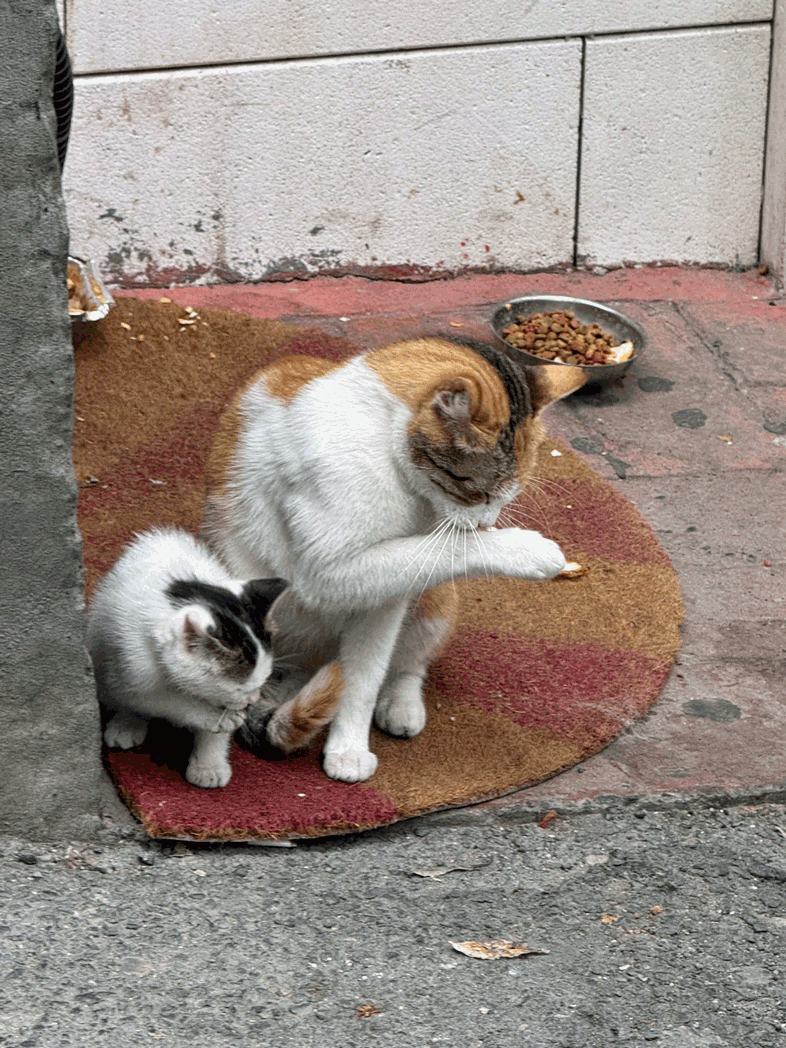 Cat and kitten on an Istanbul sidewalk